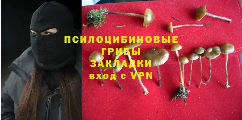 Галлюциногенные грибы Psilocybe  Новотроицк 